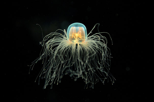 Turritopsis nutriculla