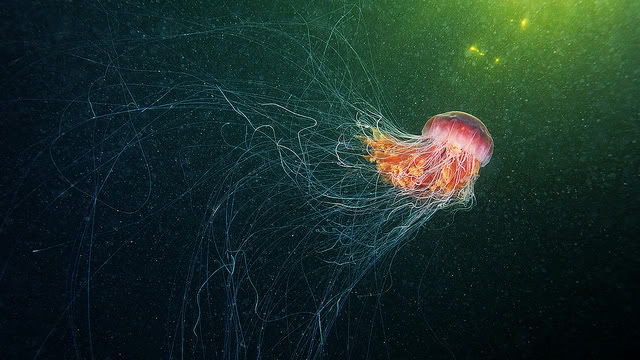 Cyanea capilata