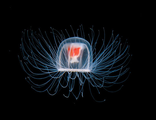 Turritopsis nutricula